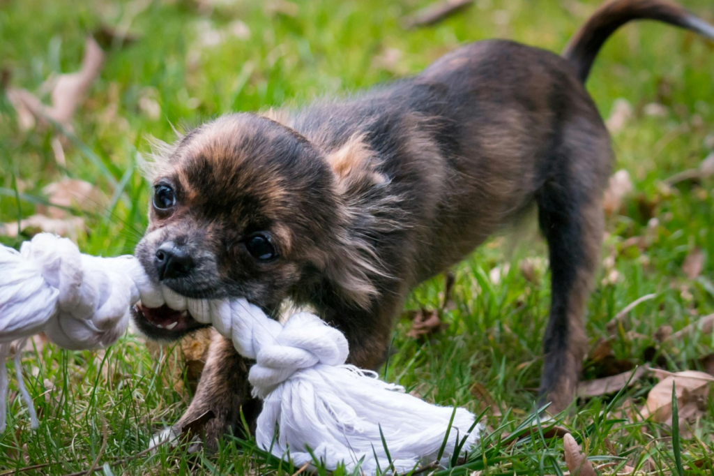 A dog biting on a rope