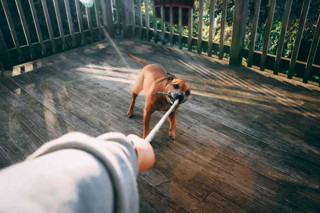 A dog biting on a rope